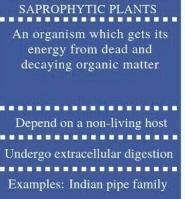 Difference between saprophytic and symbiotic plants very short - Brainly.in