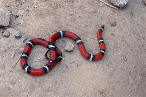 Serpiente coral: tipos, comportamiento y hábitat - InfoAnimales