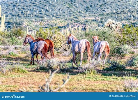 Wild Horses of Arizona stock photo. Image of salt, nature - 164676626