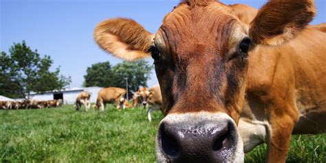 Homemade Ice Cream & Family Fun on the Farm | Young's Jersey Dairy