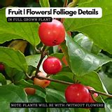 Luvikka / Lovlolika Loovy / Indian Coffee Plum (Flacourtia jangomas) F ...