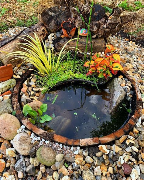 How To Build A Newt Habitat at Trudi Abbas blog