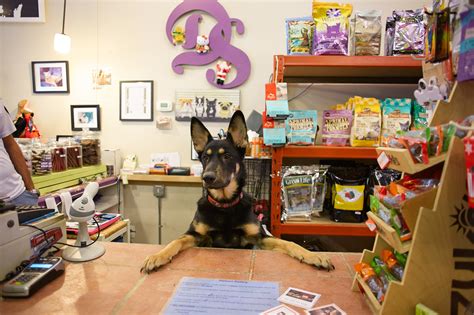 Buy A Dog Pet Shop Near Me at Allison Gamble blog