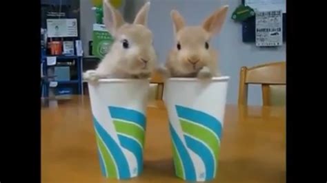 Kuvatulokset haulle bunny tricks