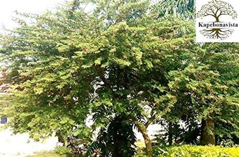 Kapebonavista Shami Khejri Tree Prosopis cineraria Living Plant, it is ...