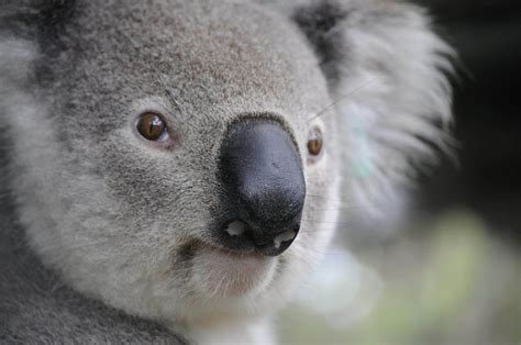 Koala Bear Facts - What Do They Eat And Are They Dangerous?