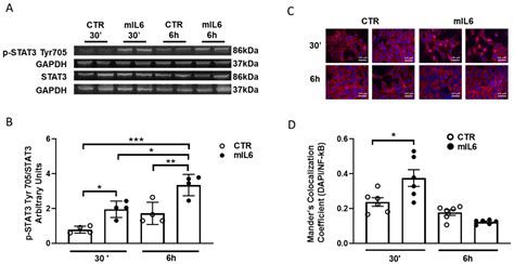 Interleukin-6 Modulates the Expression and Function of HCN Channels: A ...