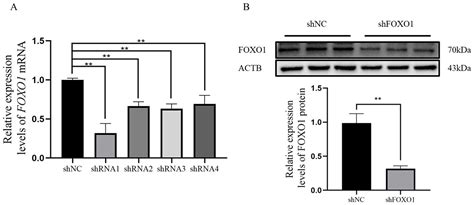 Analysis of Promoter Methylation of the Bovine FOXO1 Gene and Its ...
