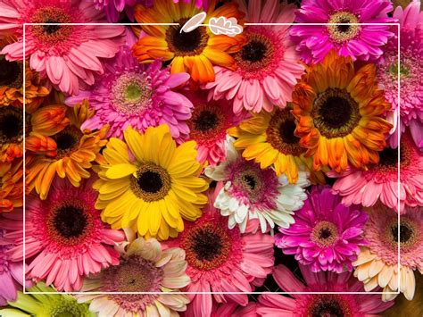 Fascinating Fun Facts About Flowers | Intriguing Floral Facts