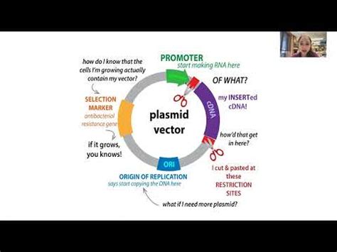 Gene Vector 的图像结果