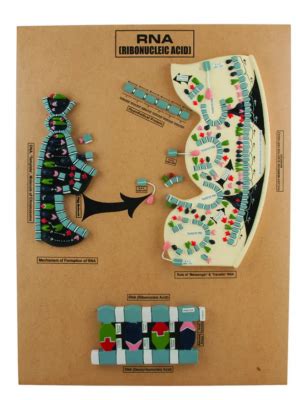 MODEL OF RNA