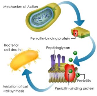 Getting Rid of False results with Beta-lactamase Plates