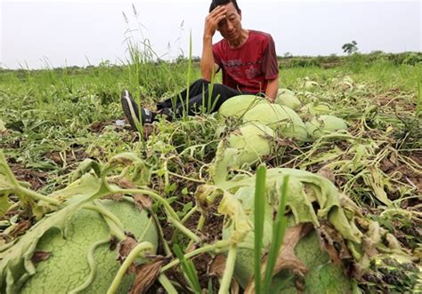 种的2000个西瓜被砍坏，农妇：不管是谁，你的良心不痛么？_哔哩哔哩_bilibili