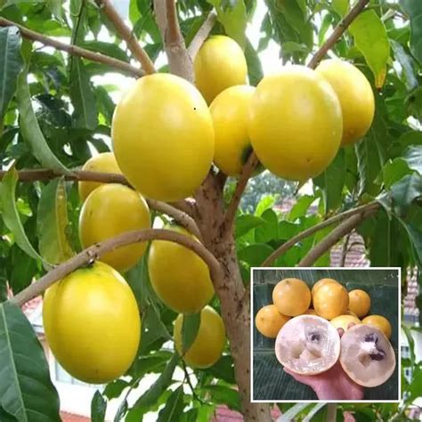 Ixora Farming Abiu Pouteria Caimito Fruit Plant (1.5-3 Feet Height ...