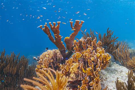 Ocean Plants: Amazing Marine Gardens Found Underwater