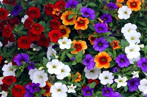 Care Instructions For Calibrachoa Plant at Betty Finkelstein blog