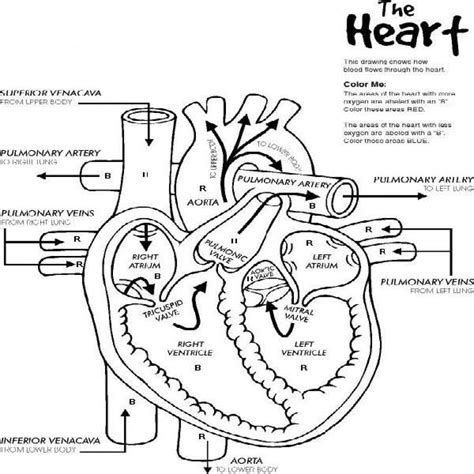Heart Anatomy coloring page - Download, Print or Color Online for Free