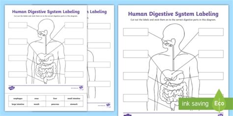 Blank Digestive System Diagram | Labeling Activity