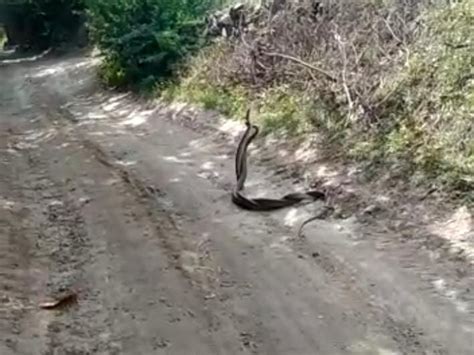 Rare sightings of snakes seen in rural parish of Khambhalia; The love ...