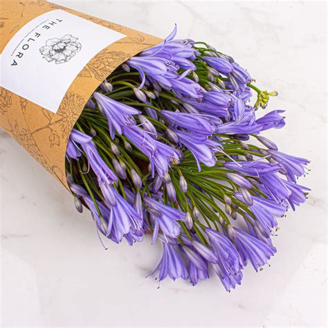 Agapanthus – The Flora