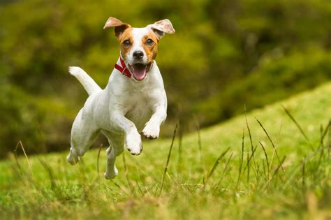 How Long Do Jack Russell Terriers Live? Vet-Verified Average Lifespan, Data & Care Guide – Dogster