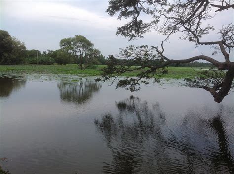 The Rain Tree Hotel Pool: Pictures & Reviews - Tripadvisor