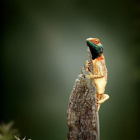 Pitaara Box Exotic Lizard Sunbathing On Tree Stump | Peel & Stick Vinyl ...
