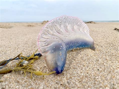 Man Of War Jellyfish