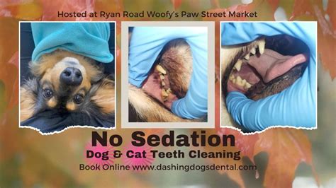 Dog/Cat Teeth Cleaning - Courtenay Ryan Rd, 12-795 Ryan Rd, Courtenay ...