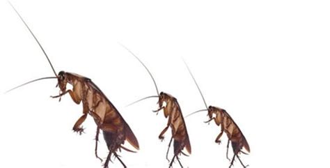 Experts Tips to Prevent Pests and Diseases| Mortein IN | Mortein
