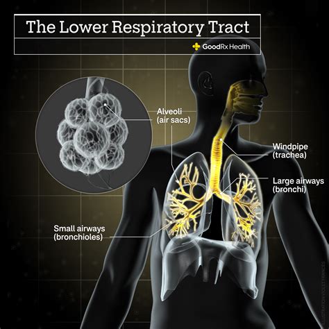 Can Bronchitis Turn Into Pneumonia? Not Exactly - GoodRx