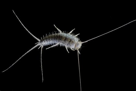 How do I Get Rid of Silverfish in my Home?