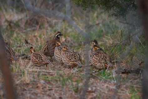 Bobwhite Quail: The Gentleman's Gamebird | Field & Stream