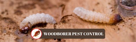 Woodborer Control - Pest Control Services In Delhi NCR