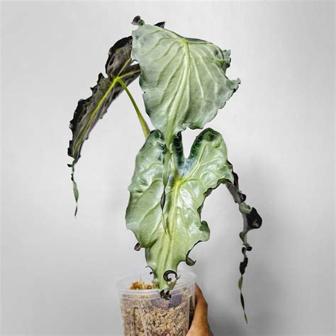 Alocasia Venom Starter - Etsy in 2025 | House plants, Cool plants ...