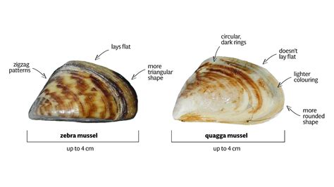 Predators Of Quagga Mussels