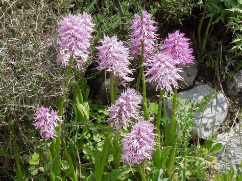 Naked Man Orchid, Orchis italica_Crete Spring 2019_Kathy Gay ...