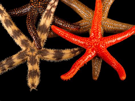 Starfish Reproduction Cycle