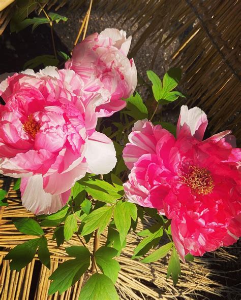 Unveiling the Beauty of Japanese Peony Flowers - Solano Garden