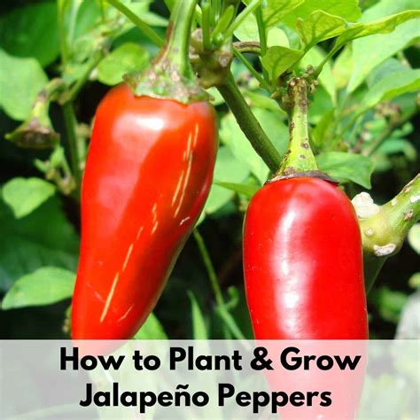 Growing Jalapeño Peppers - How to Plant and Grow Jalapeños from Seed ...