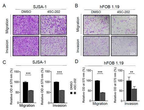 Selective Targeting of Class I Histone Deacetylases in a Model of Human ...