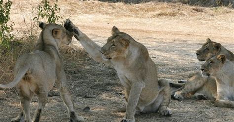 After canine distemper outbreak, at least 36 Gir lions under ...