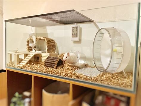 Hamster Tank, Diy Hamster Toys, Hamster Diy Cage, Hamster Life, Hamster ...