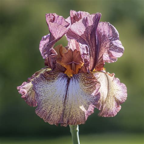 Tall Bearded Iris Flower Drawing