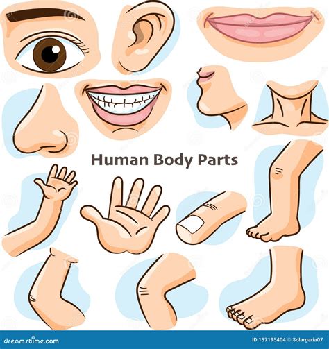 Clipart Of Human