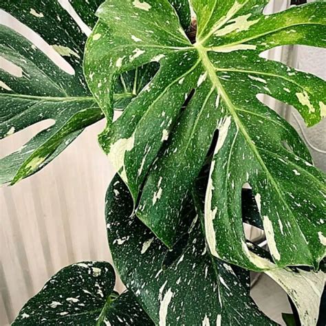 Monstera Thai Constellation: Master The Art Of Caring For This Stellar ...