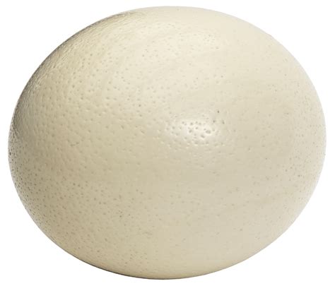 Ostrich Egg Secrets and Amazing Facts: Are You Curious?