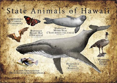 Hawaii State Animals Poster Print - inkart