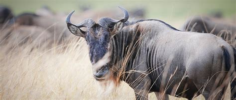 Wildebeest | African Wildlife Foundation