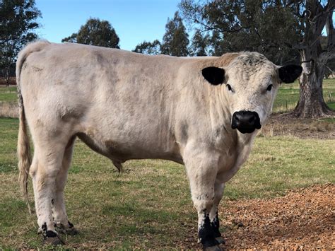 For Sale - British White Cattle Society Australia